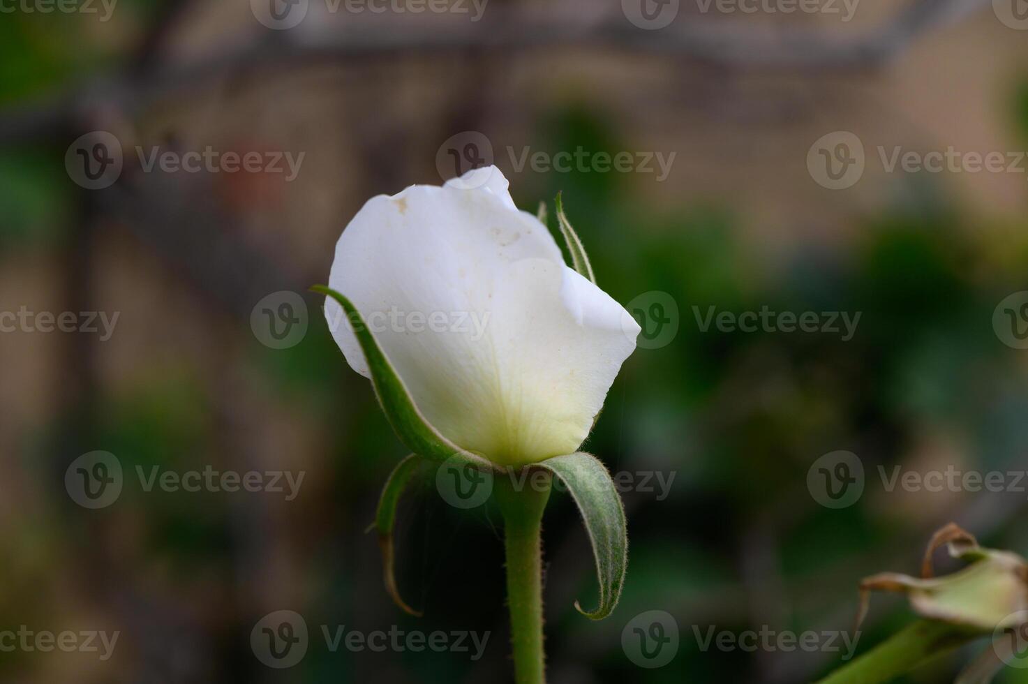 Freshly budding white rose captured during a serene morning in a tranquil garden photo