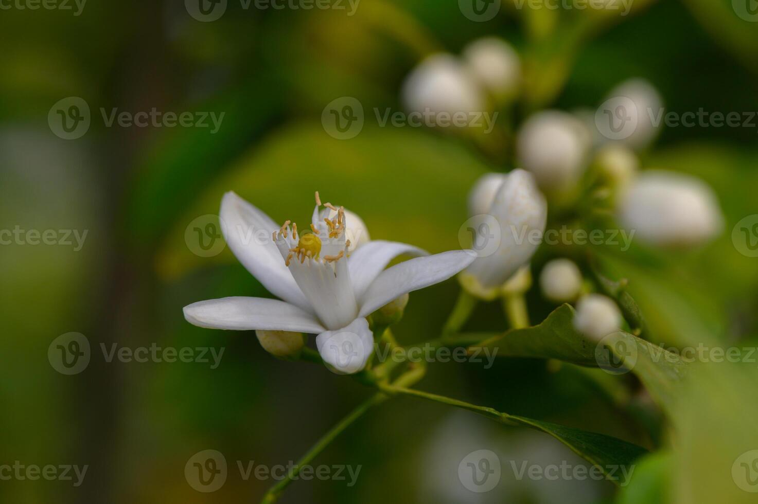 Delicate white flower blooms amidst lush green foliage in a vibrant garden during springtime photo