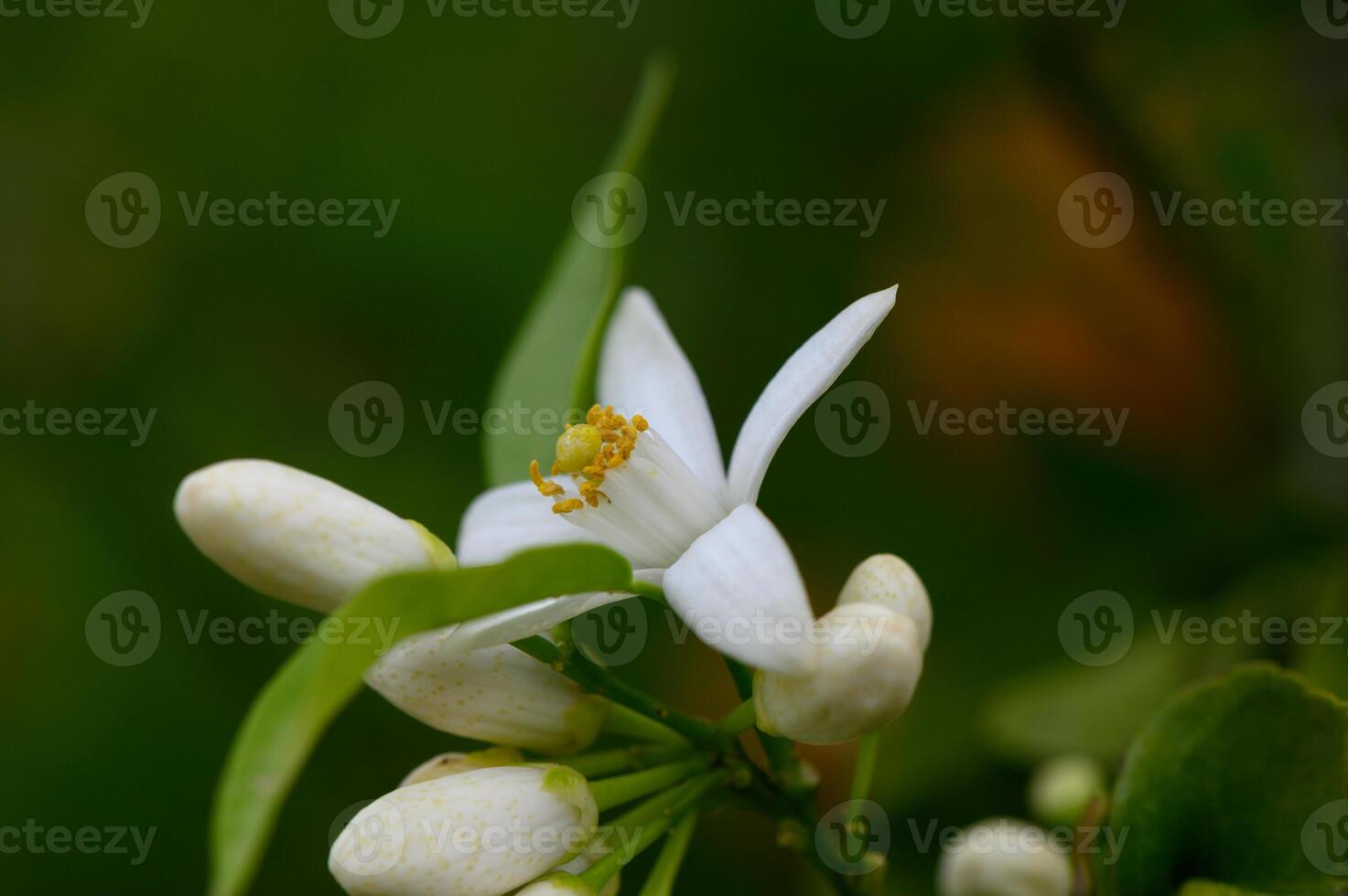 Delicate white flower blooms among green foliage in a vibrant garden during a sunny spring afternoon photo