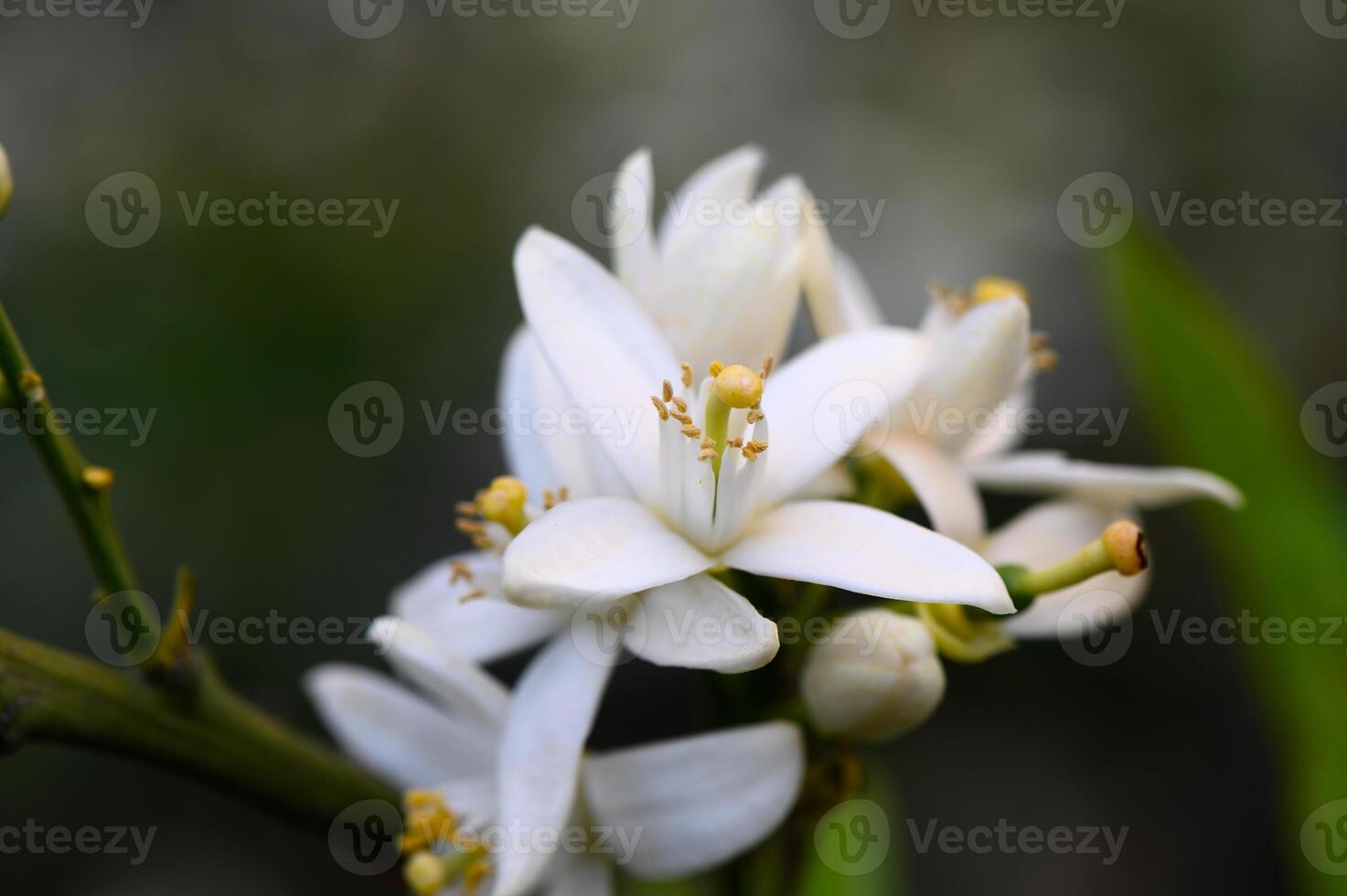 Delicate white blossoms unveil their beauty in a serene garden during the late spring afternoon photo