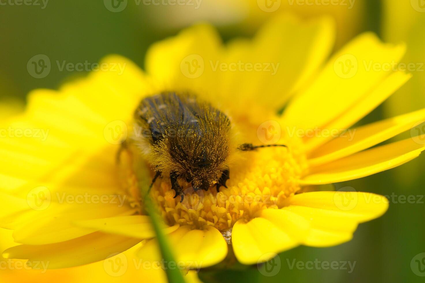 Buzzing among vibrant petals, a bee enjoys its sweet reward in a sunlit garden filled with blooming flowers during a warm spring afternoon photo