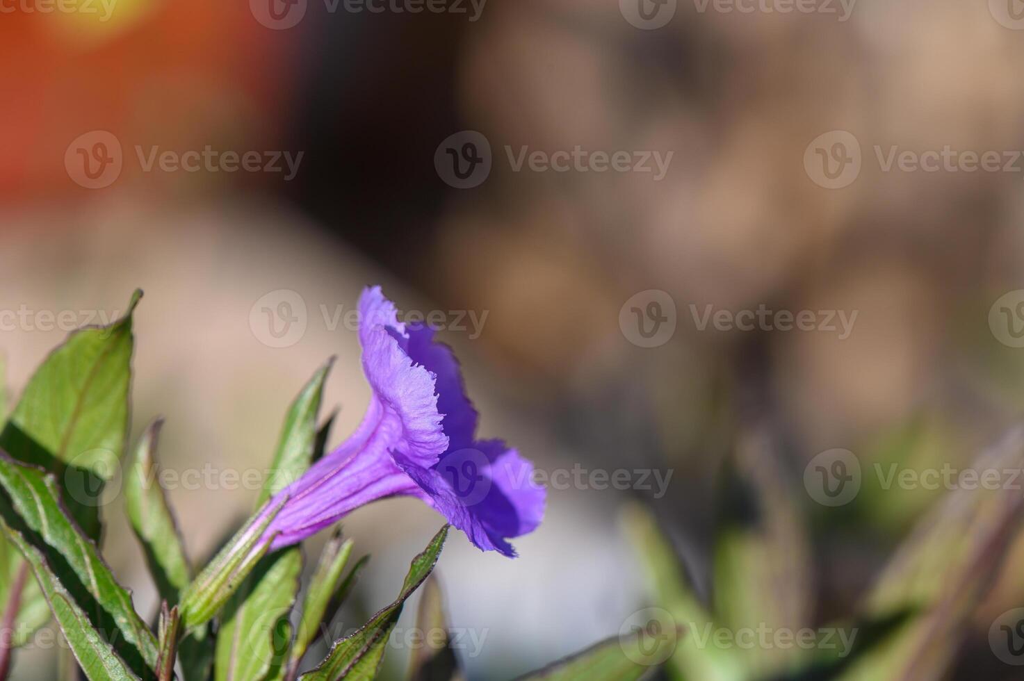 Purple flower blooms quietly in the warm sunlight of a spring afternoon photo
