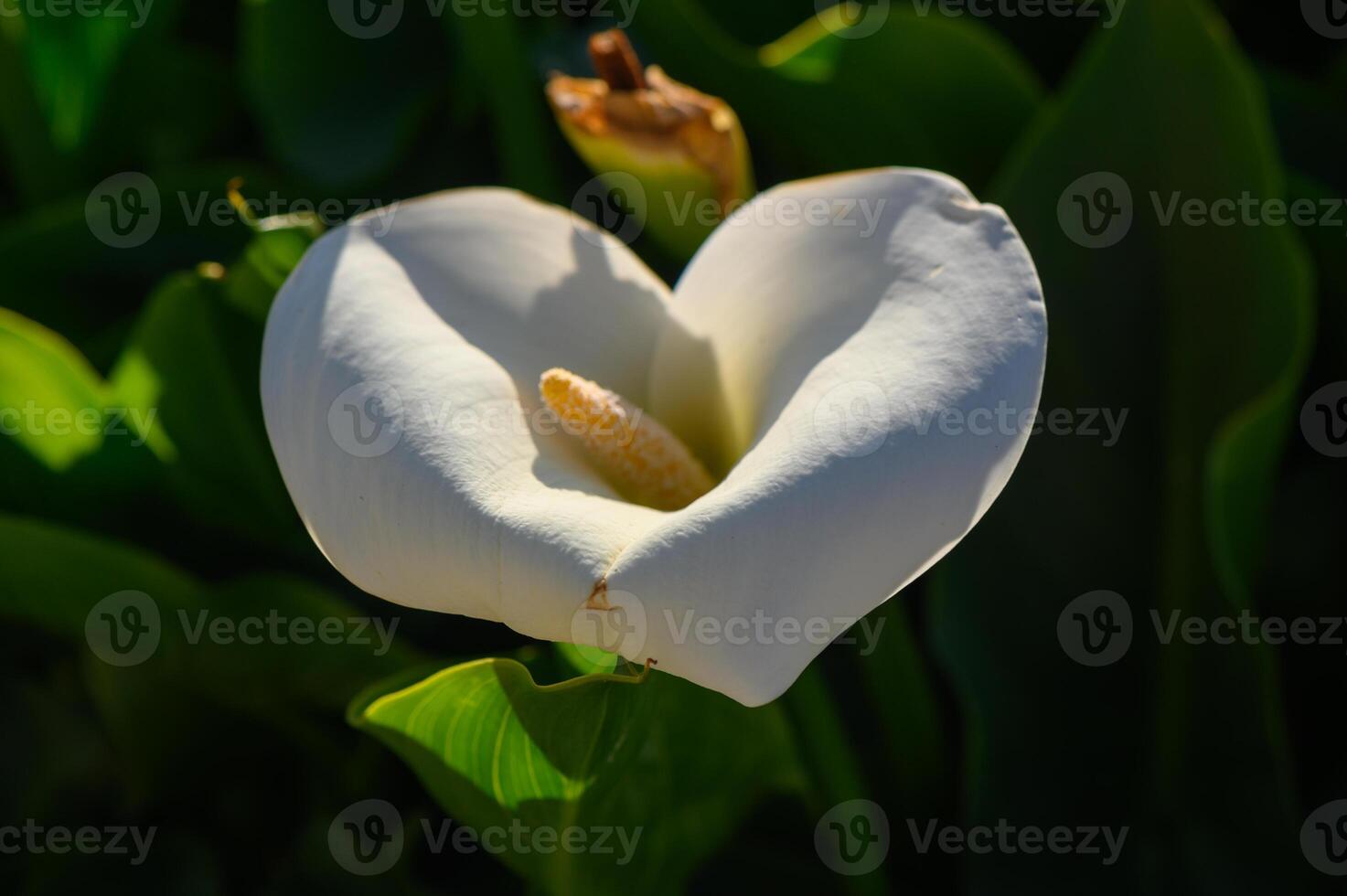 White calla lily blossoms gracefully under sunlight highlighting its unique heart shape in a serene garden setting photo