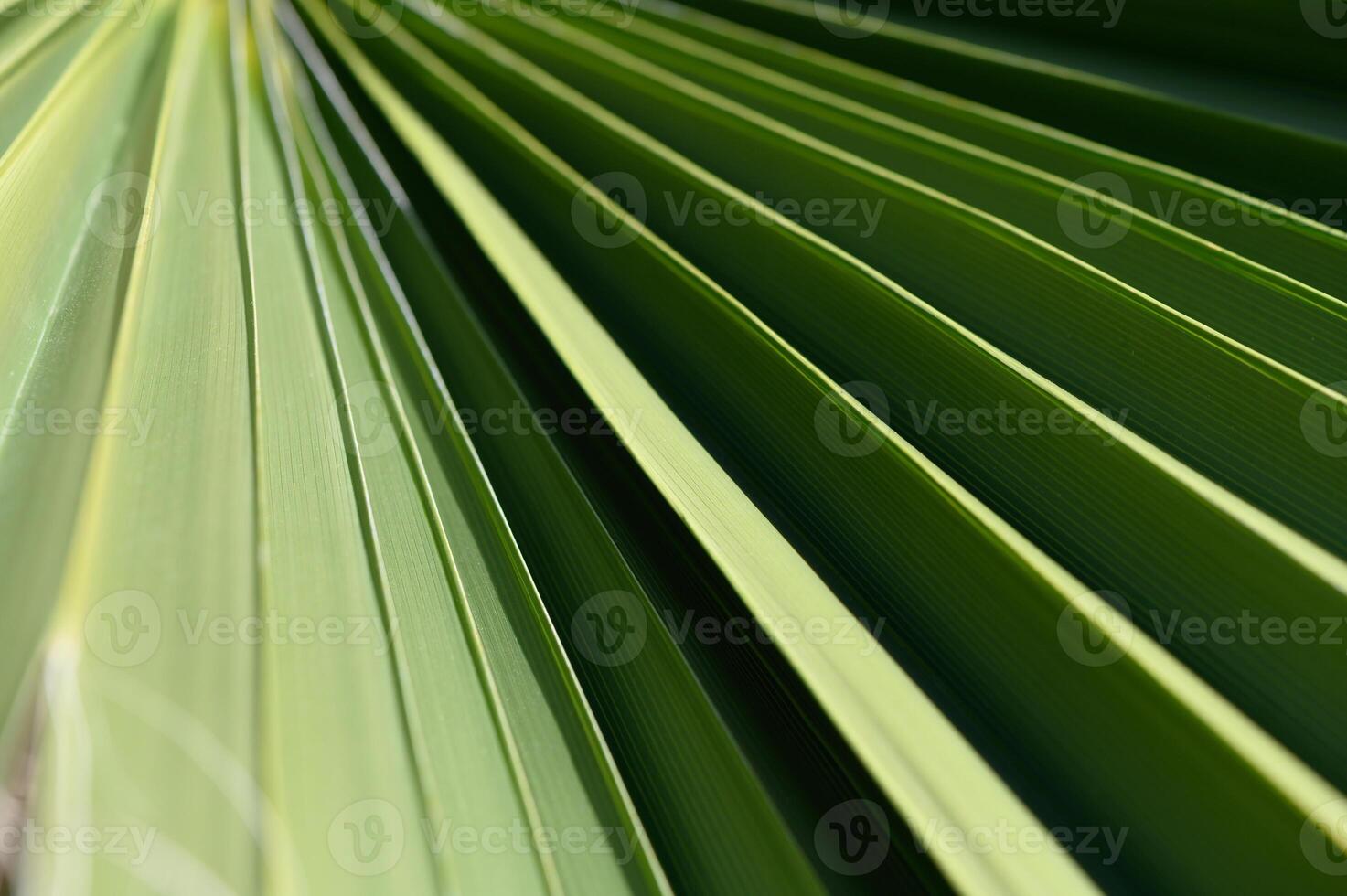 Striking patterns of green foliage captured in natural light during a serene sunny afternoon photo