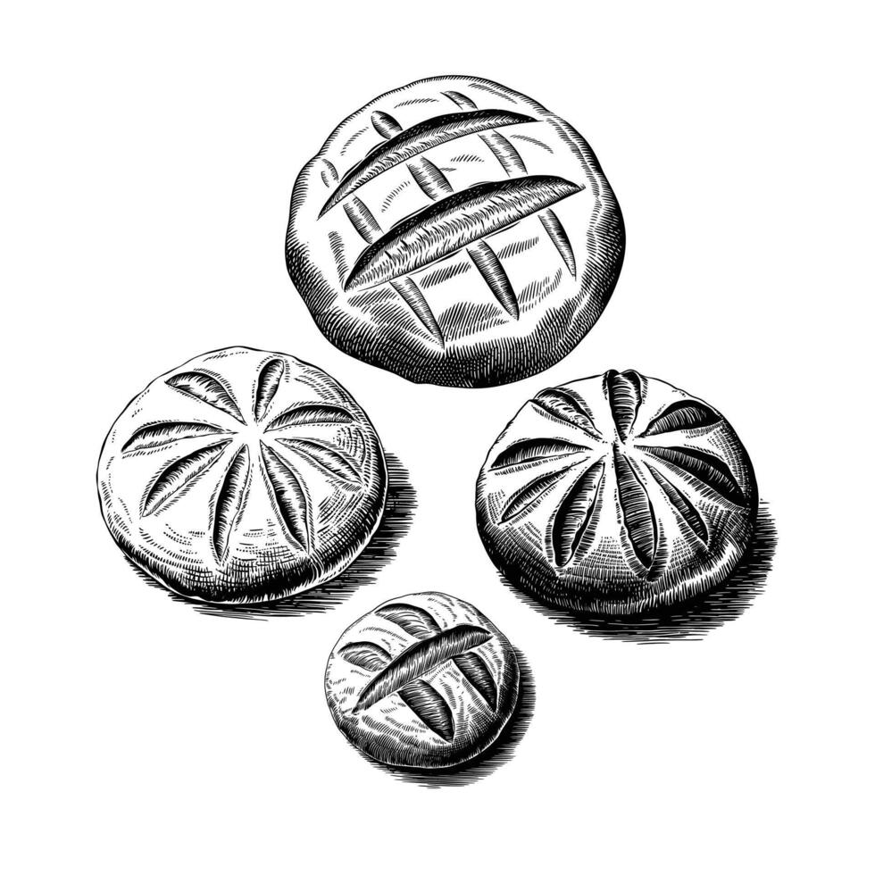 Vintage Hand-Drawn Round Bread Loaves Rustic Bakery Illustration vector
