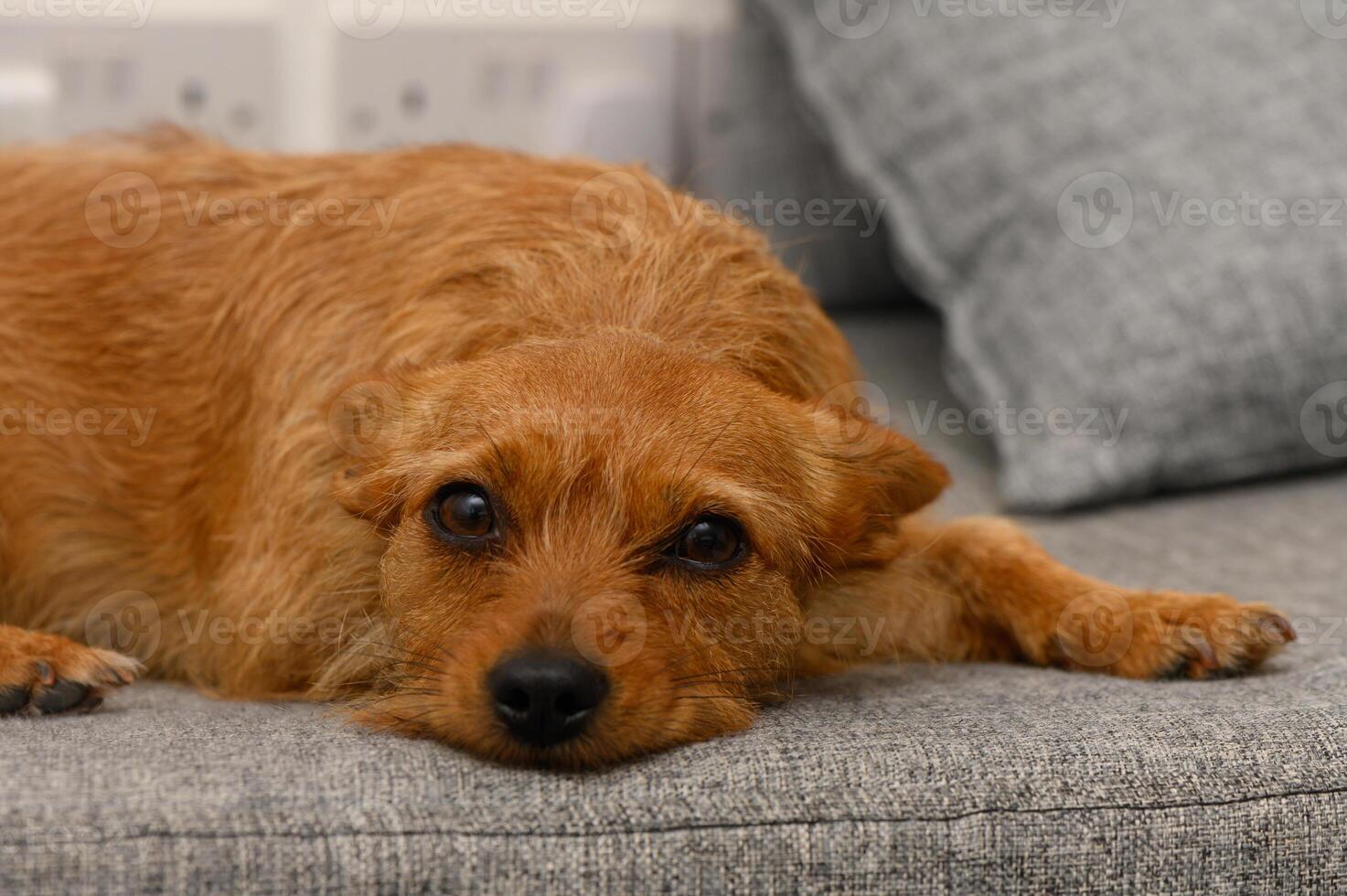 Resting pup in cozy indoor space enjoys a moment of tranquility during a lazy afternoon photo
