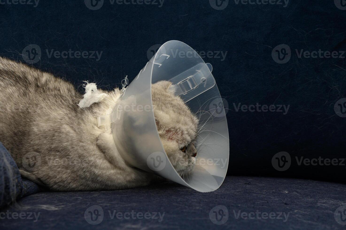 Cat resting with a cone collar on a cozy blue couch after a visit to the vet for a medical procedure photo