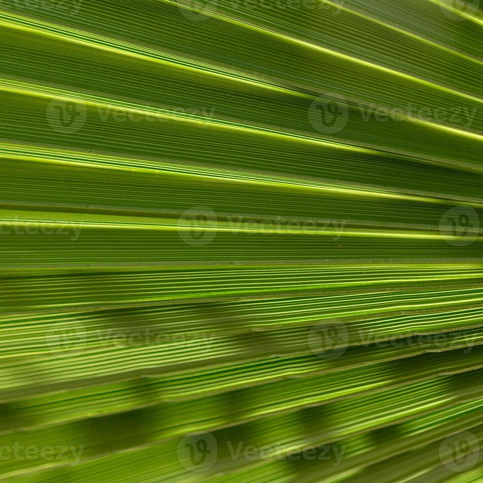 Colorful streaks of green convey the beauty of nature in a lush forest during a sunny afternoon photo