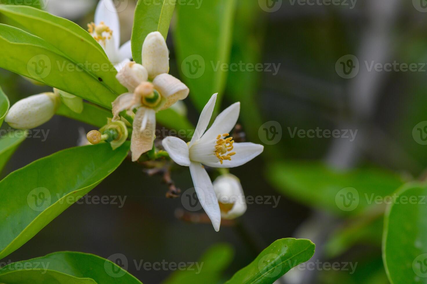 Delicate white blossoms adorn lush green leaves in a serene garden during springtime's gentle embrace photo