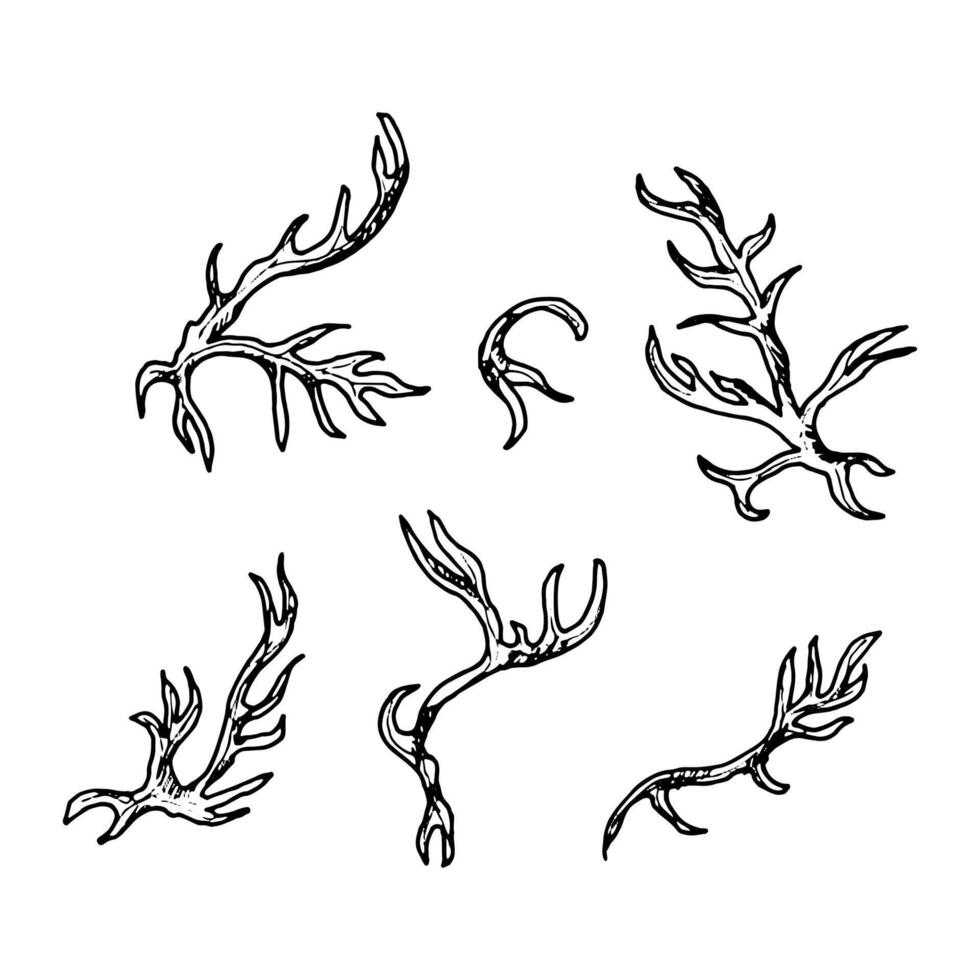 Collection of hand drawn field herbs with curved stems and organic shapes. Monochrome ink sketches perfect for botanical projects, natural compositions, herbal designs, and scientific illustrations. vector