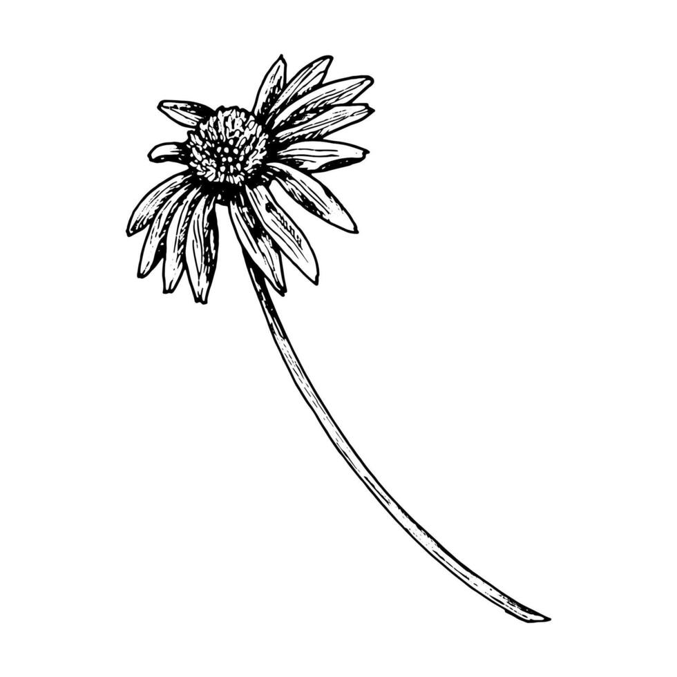 Botanical black and white ink drawing of a wild daisy flower with long curved stem. Hand drawn vintage-style sketch for herbarium, packaging, or natural medicine designs. vector