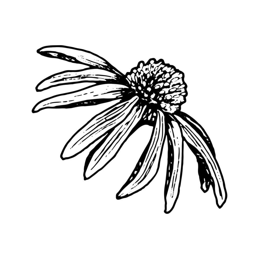 Hand drawn black and white illustration of echinacea flower with drooping petals and textured center. Botanical sketch in vintage engraving style. Ideal for herbology, packaging and decoration. vector