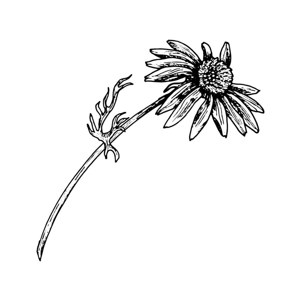 Hand drawn black and white botanical illustration of a field flower with open petals and curved stem. Ink line art style for eco packaging, herbarium, nature prints, and organic projects. vector