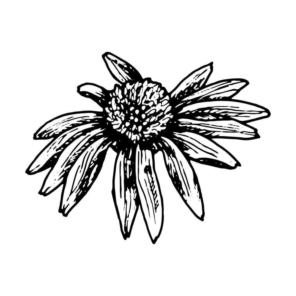 Hand drawn flower head that resembles daisy, echinacea or rudbeckia. Detailed black and white botanical illustration with long petals, perfect for herbal, educational and floral design projects. vector