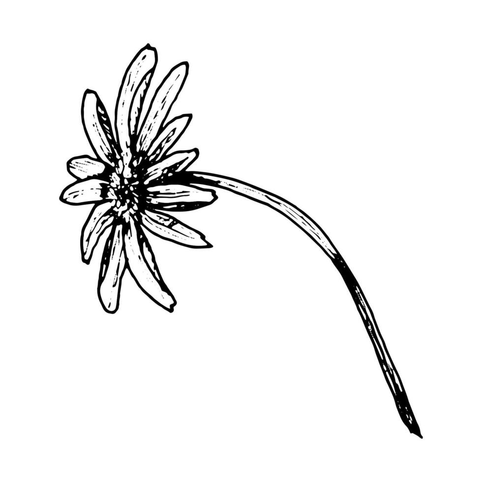 Hand drawn wildflower with slender arching stem and petals viewed from behind. Detailed black and white botanical illustration for nature-themed prints, herbal projects, and plant identification. vector