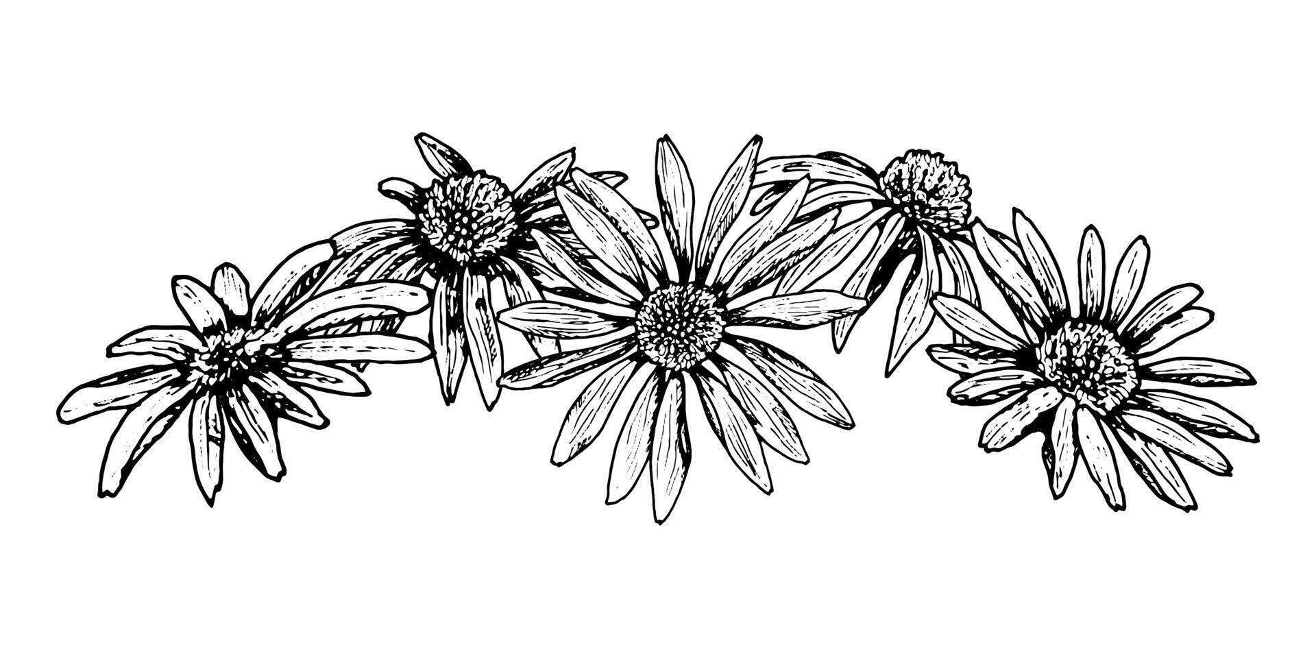 Black and white ink drawing of a floral garland with blooming daisy-like flowers. May depict echinacea, calendula, chamomile or rudbeckia. Ideal for cards, headers, packaging and nature design. vector