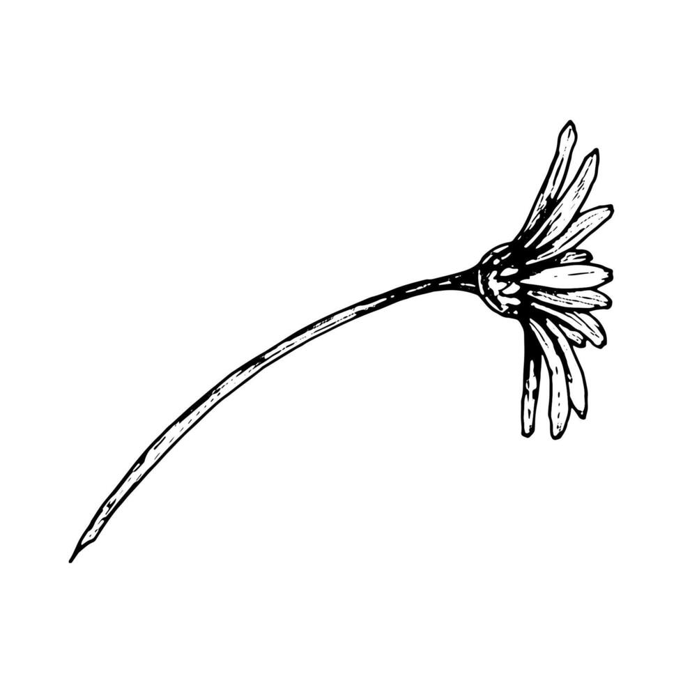 Black and white ink illustration of a drooping daisy-like flower in side view. Detailed botanical line art suitable for herbarium, floral patterns, eco packaging, nature-themed design, and garden vector