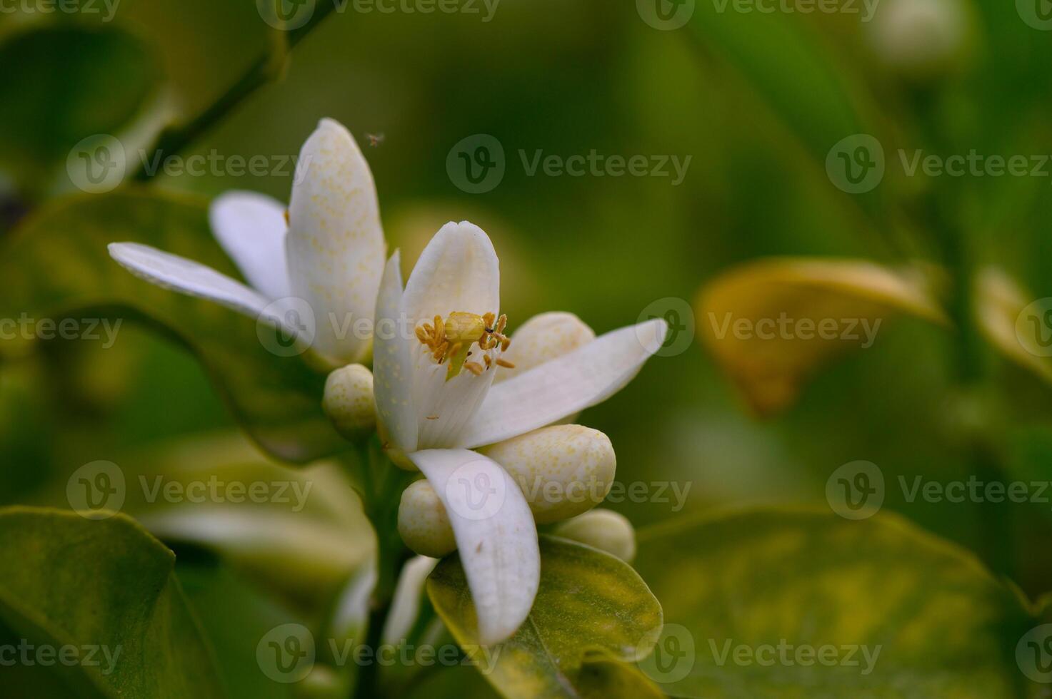 Delicate white blossoms emerge among lush green foliage on a tranquil spring morning in a vibrant garden photo