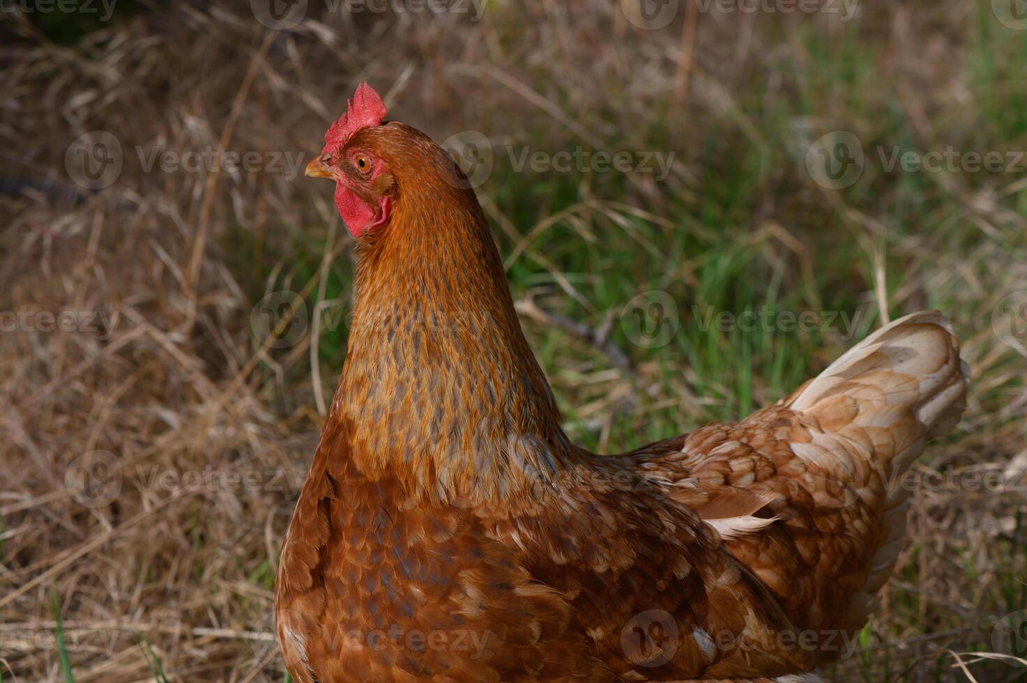 Vibrant hen exploring a sunlit meadow in a serene countryside setting during a warm afternoon photo