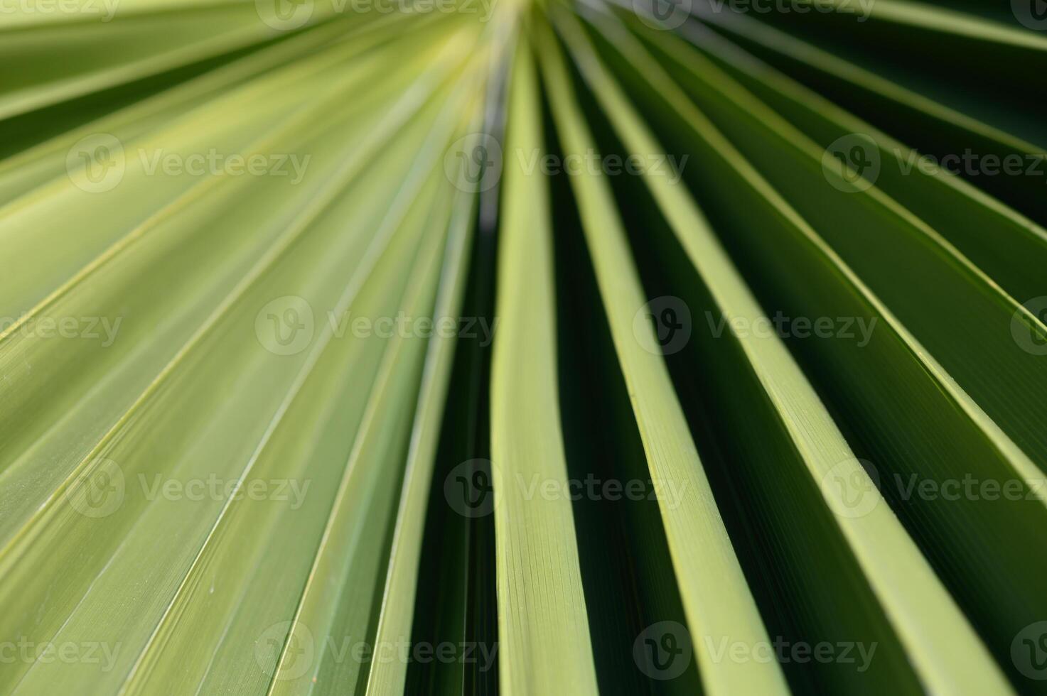 Vibrant green palm leaves creating a stunning diagonal pattern under bright sunlight in a serene tropical setting photo