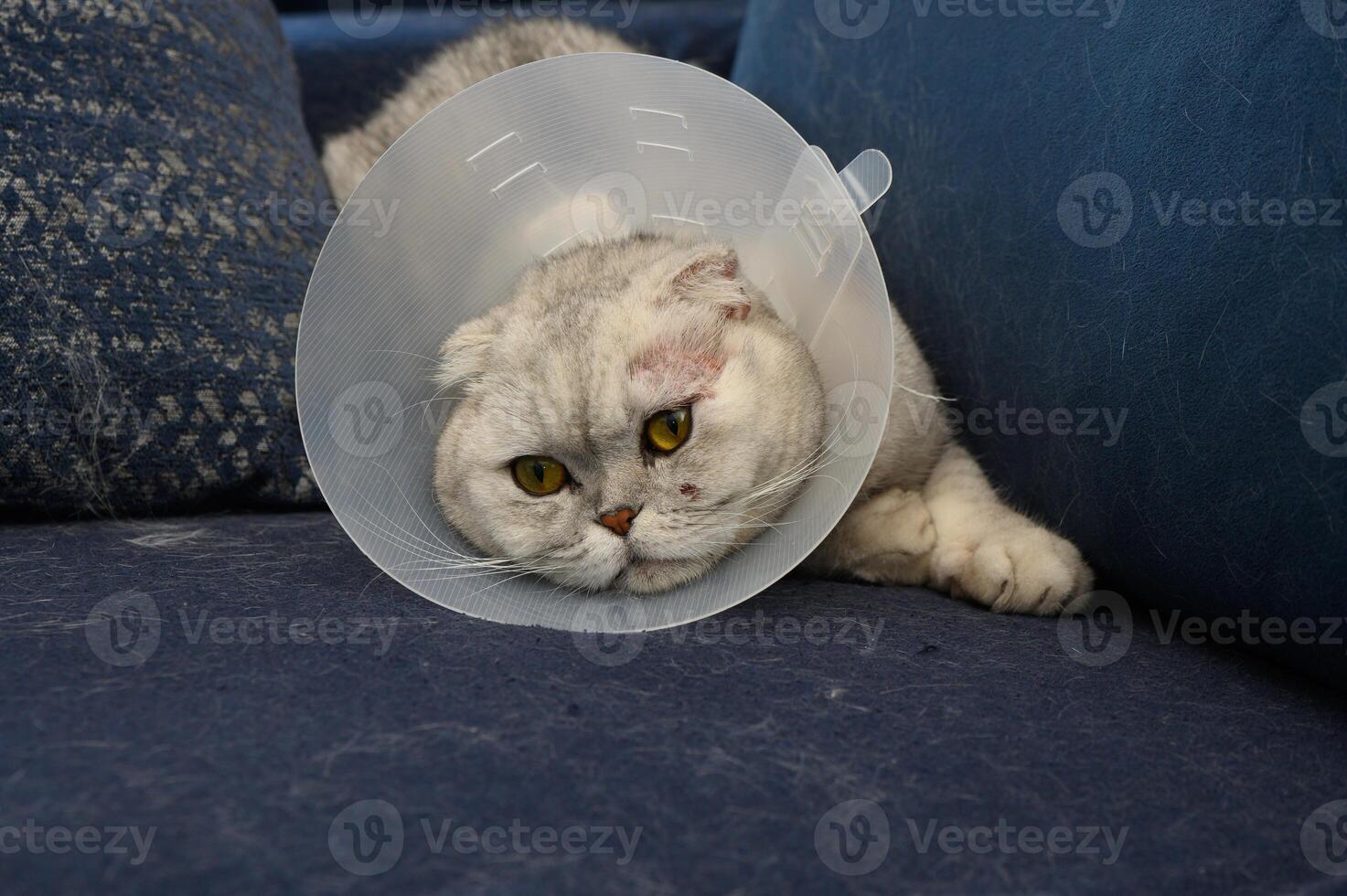 Cozy cat in a recovery cone resting on a soft blue sofa after a visit to the vet on a sunny afternoon photo