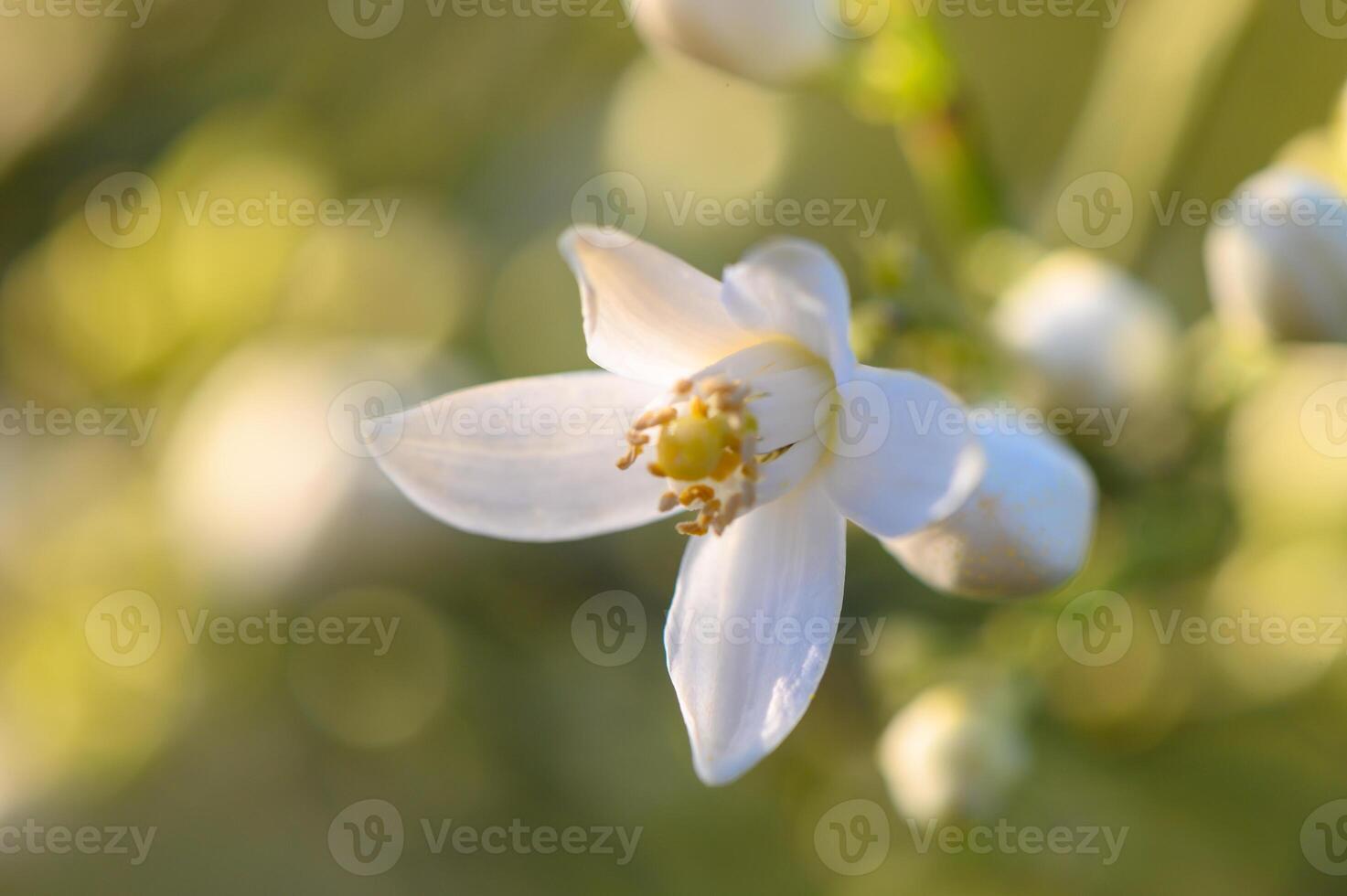 Delicate white blossom glimmers in soft sunlight amidst a tranquil garden setting photo