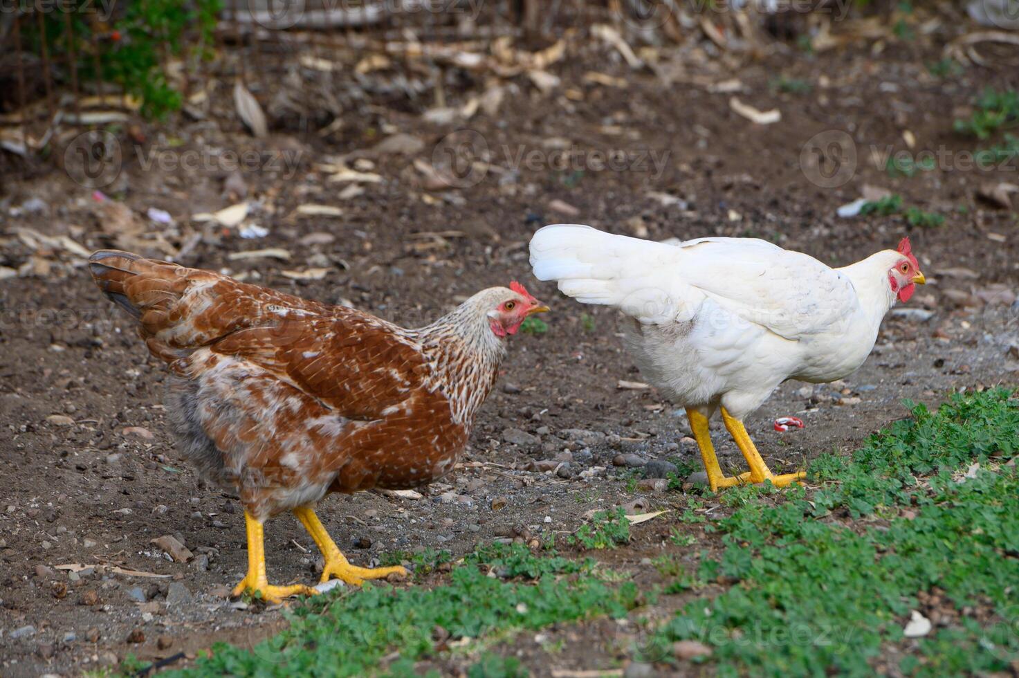 Chickens foraging in a vibrant garden on a sunny afternoon in a rural backyard setting photo