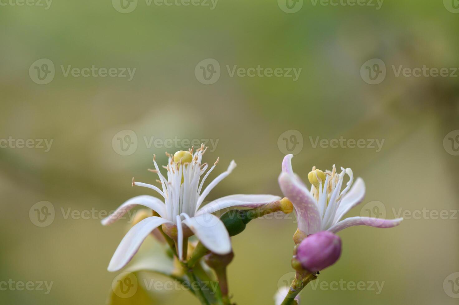 Beautiful citrus flowers bloom in vibrant colors during the spring season, showcasing nature's intricate details in a lush garden photo