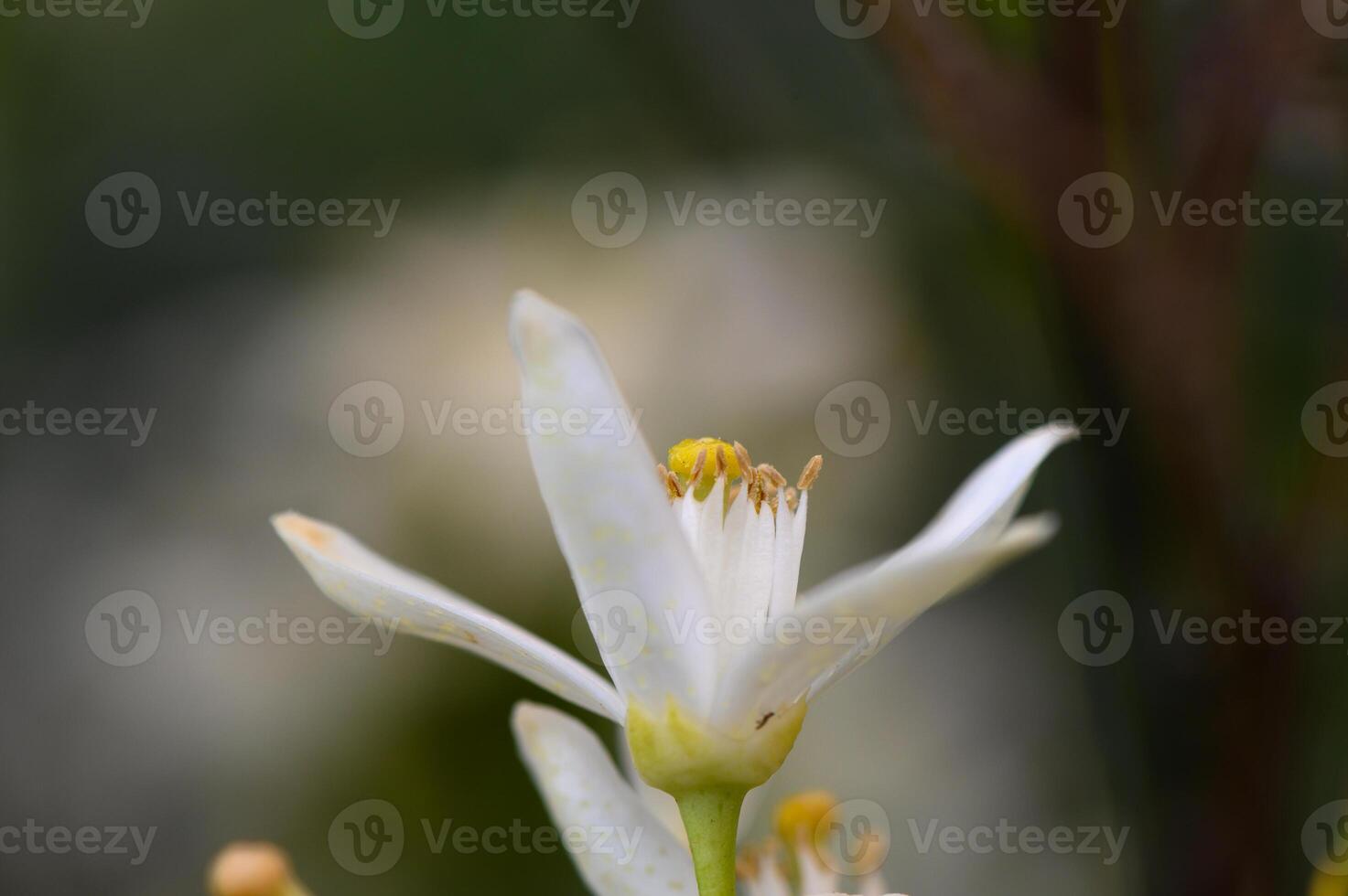 Delicate white flower blooms in a serene garden during the early hours of spring photo