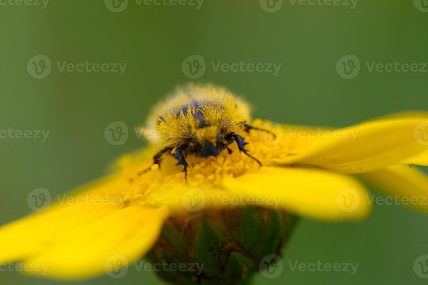 Close-up exploration of a vibrant yellow flower visited by a curious bumblebee during a sunny summer day in a lush garden photo