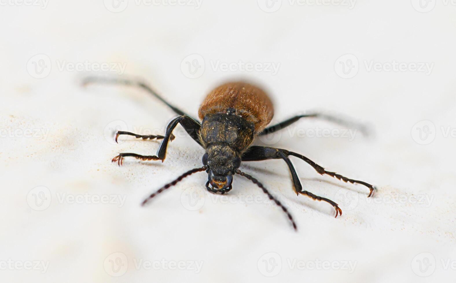 Small brown beetle crawls across a white surface, showcasing intricate details in a close-up view during a bright afternoon photo