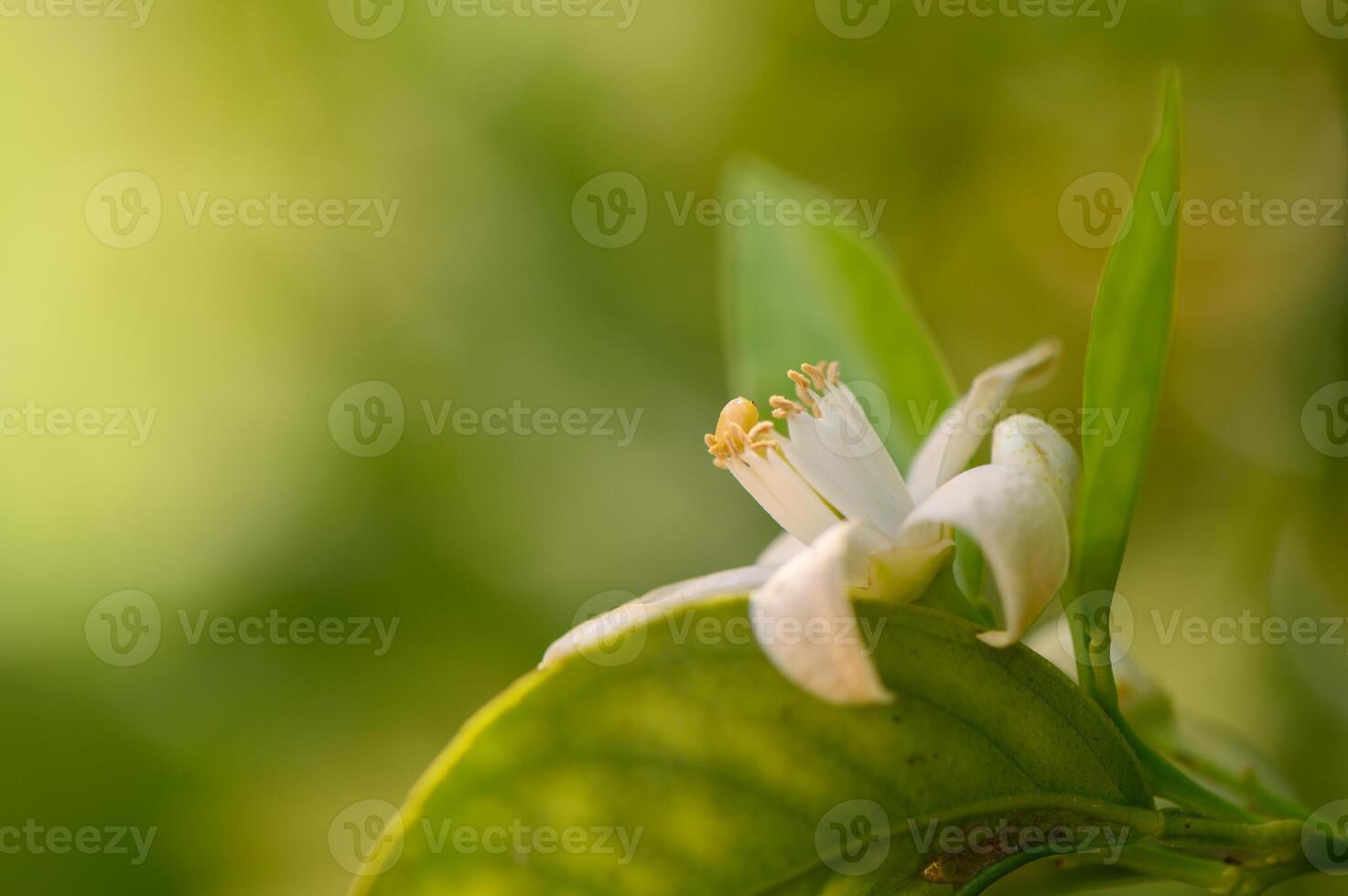 Delicate white citrus blossom nestled among vibrant green leaves in a serene garden setting during springtime photo