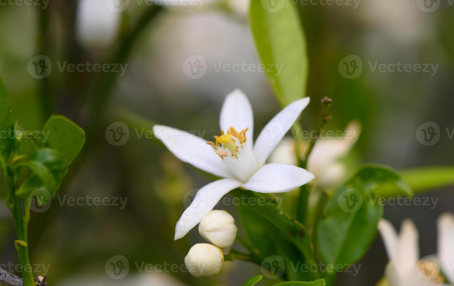 Delicate white blossoms gently unfurl among vibrant green leaves in a sunlit garden during early spring photo