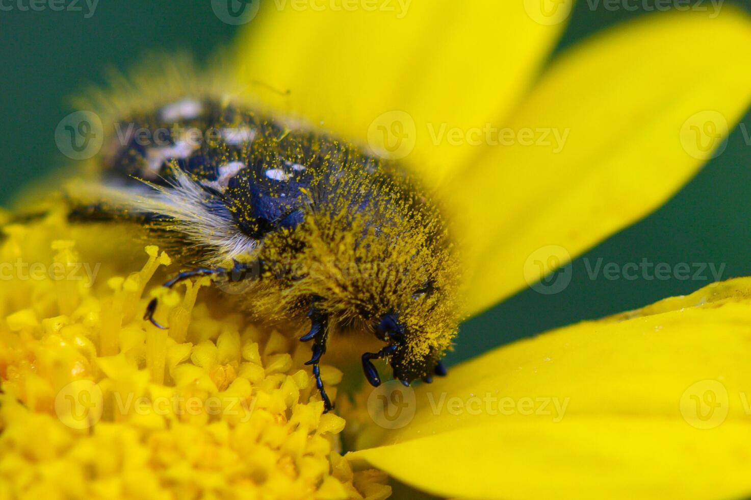Bumblebee takes a break on a vibrant yellow flower while collecting pollen in a sunlit garden during spring photo