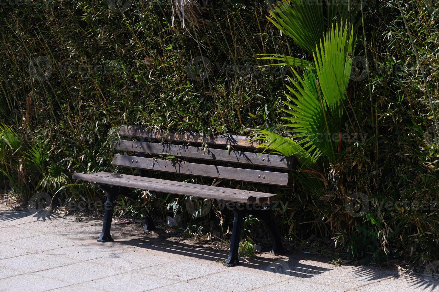 Lonely bench under lush greenery inviting moments of reflection and tranquility in a sunlit park photo