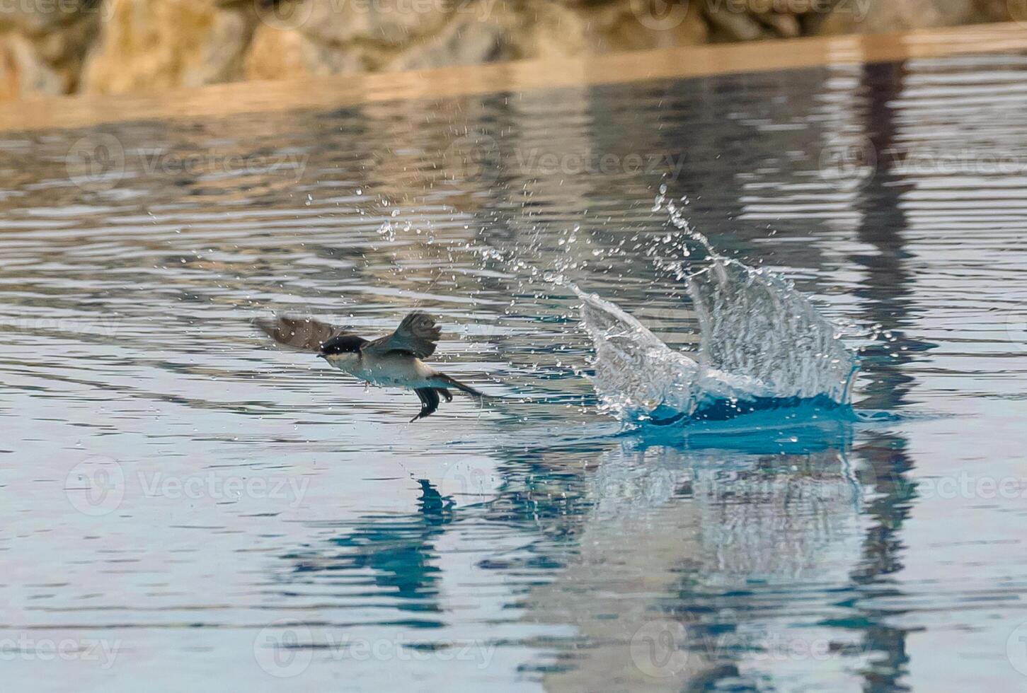Bird takes flight above tranquil pool, creating ripples at dawn photo