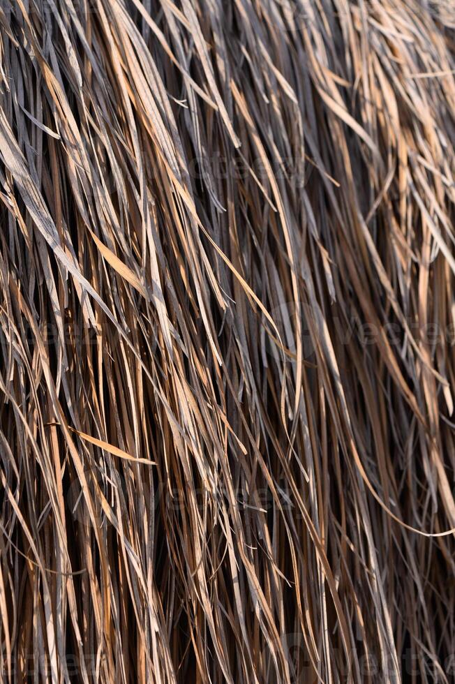 Textures of nature captured in golden sunlight during a warm summer afternoon in a tranquil rural area photo