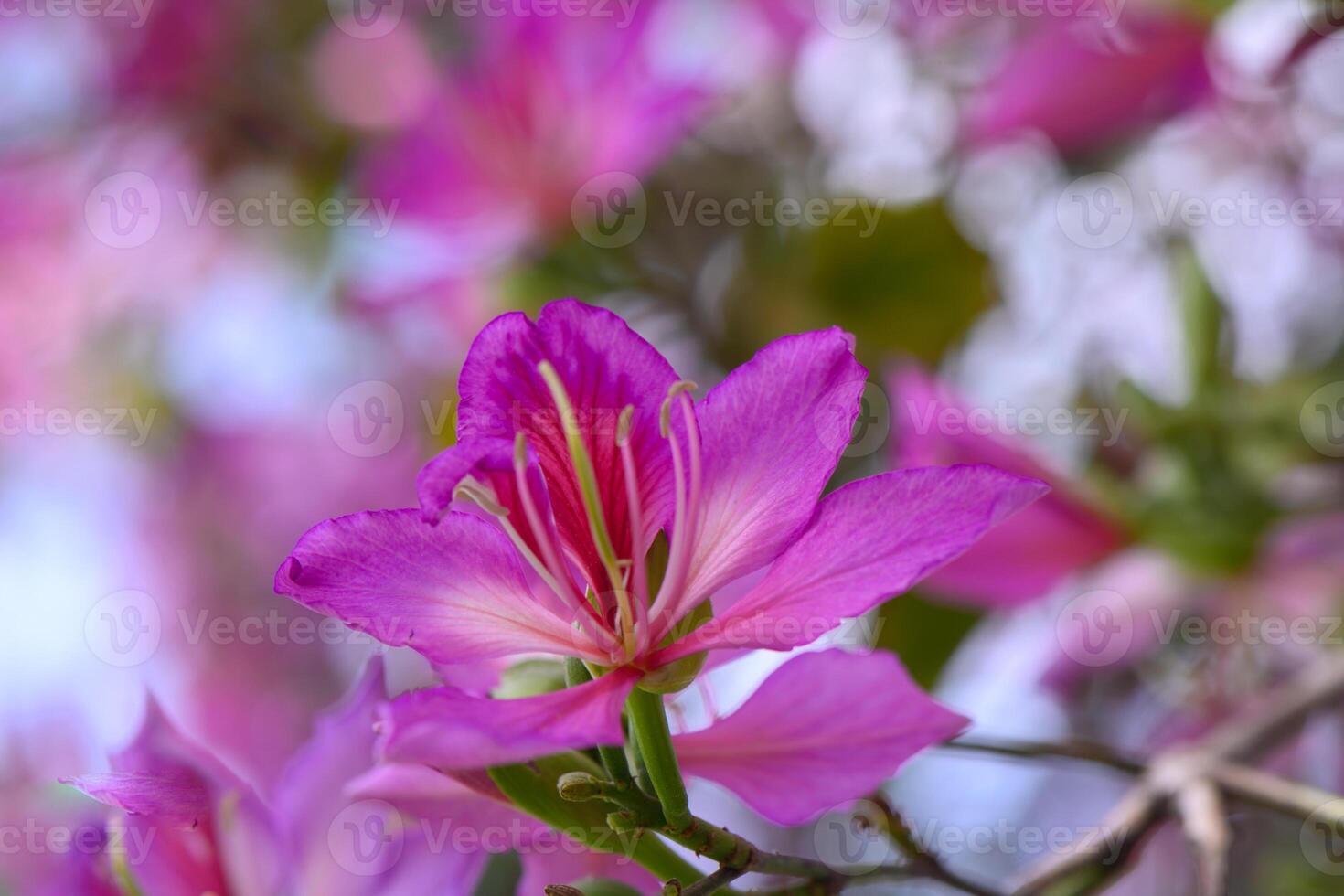 Vibrant pink blossoms bloom in a serene garden during a sunny afternoon, attracting pollinators and showcasing nature's beauty photo