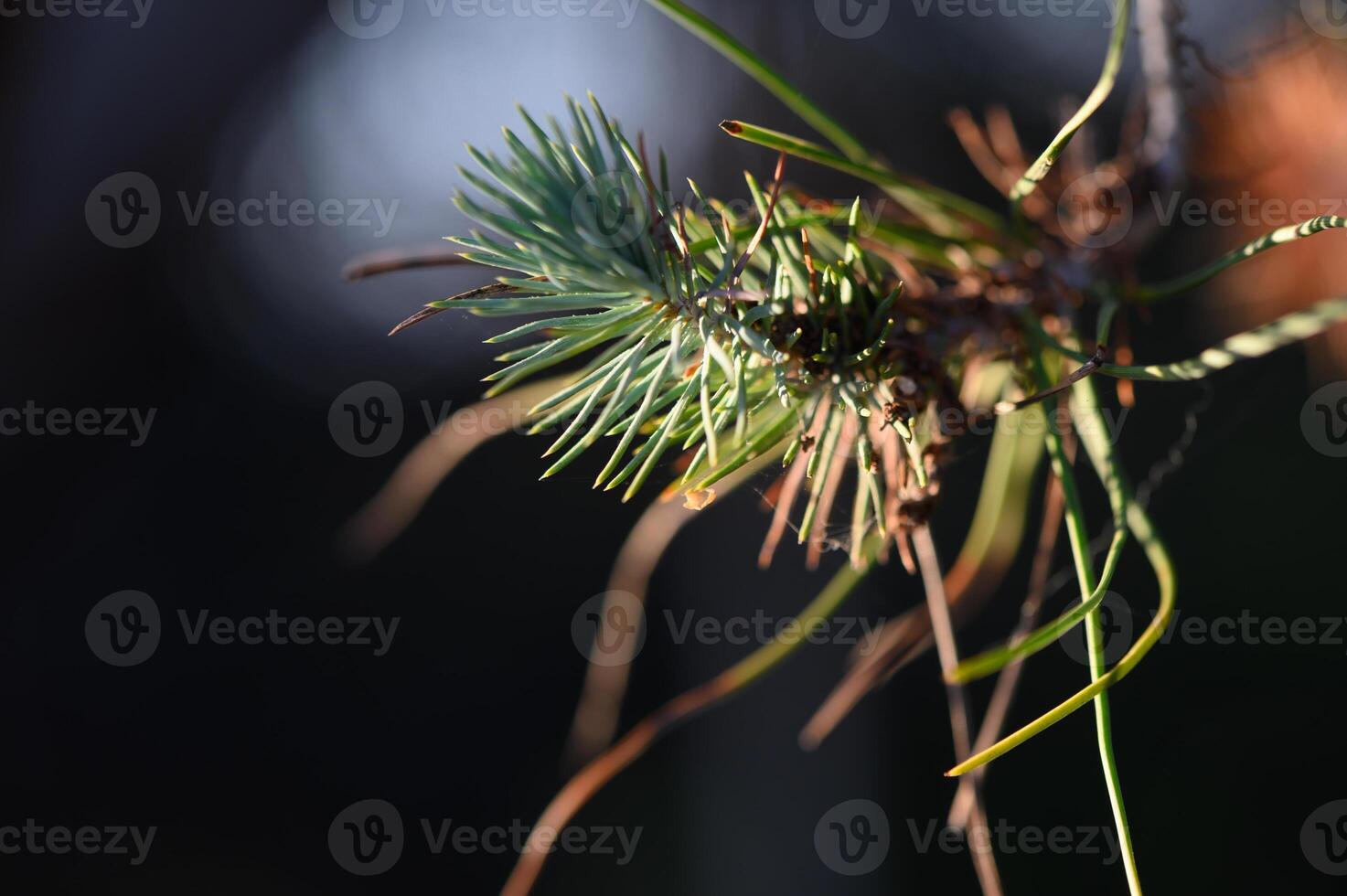 Delicate pine needles glisten in the soft morning light of a serene forest setting photo