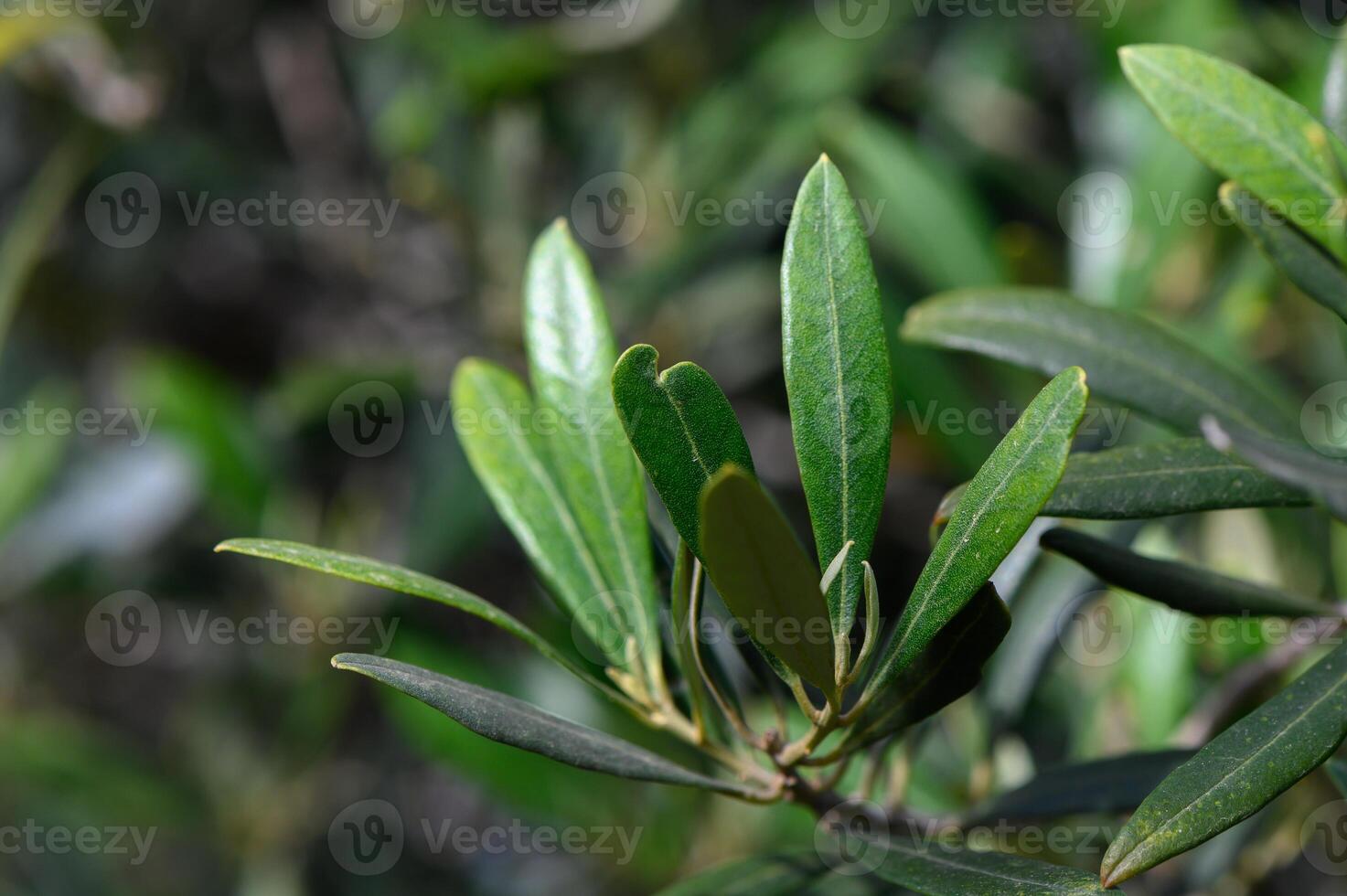 Lush green leaves glistening in sunlight against a blurred natural backdrop in a tranquil forest setting photo