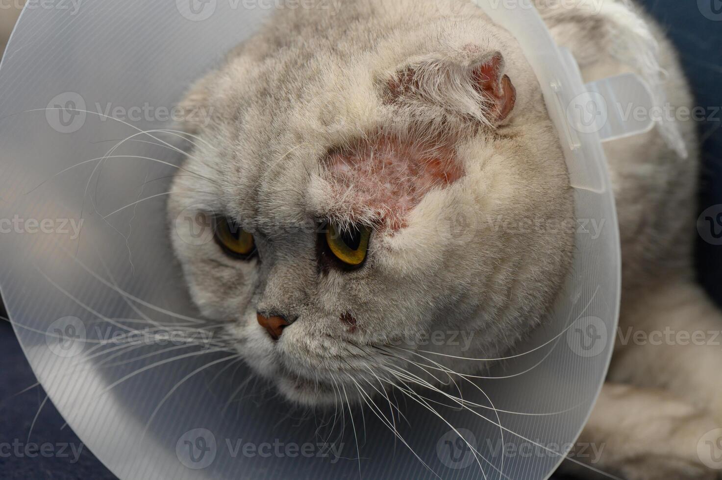 Fluffy grey cat in a protective collar recovering from surgery in a cozy room photo