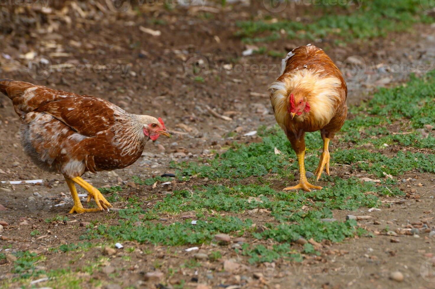 Chickens foraging in a rustic farm setting during a bright sunny day, capturing the simplicity of rural life photo