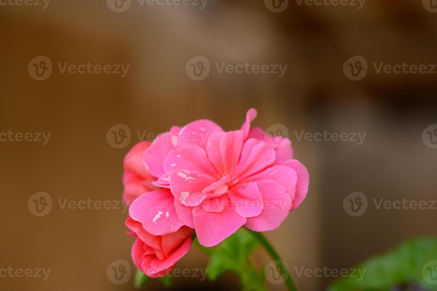 Vibrant pink flowers bloom gracefully in a sunlit garden creating a serene atmosphere for all visitors photo