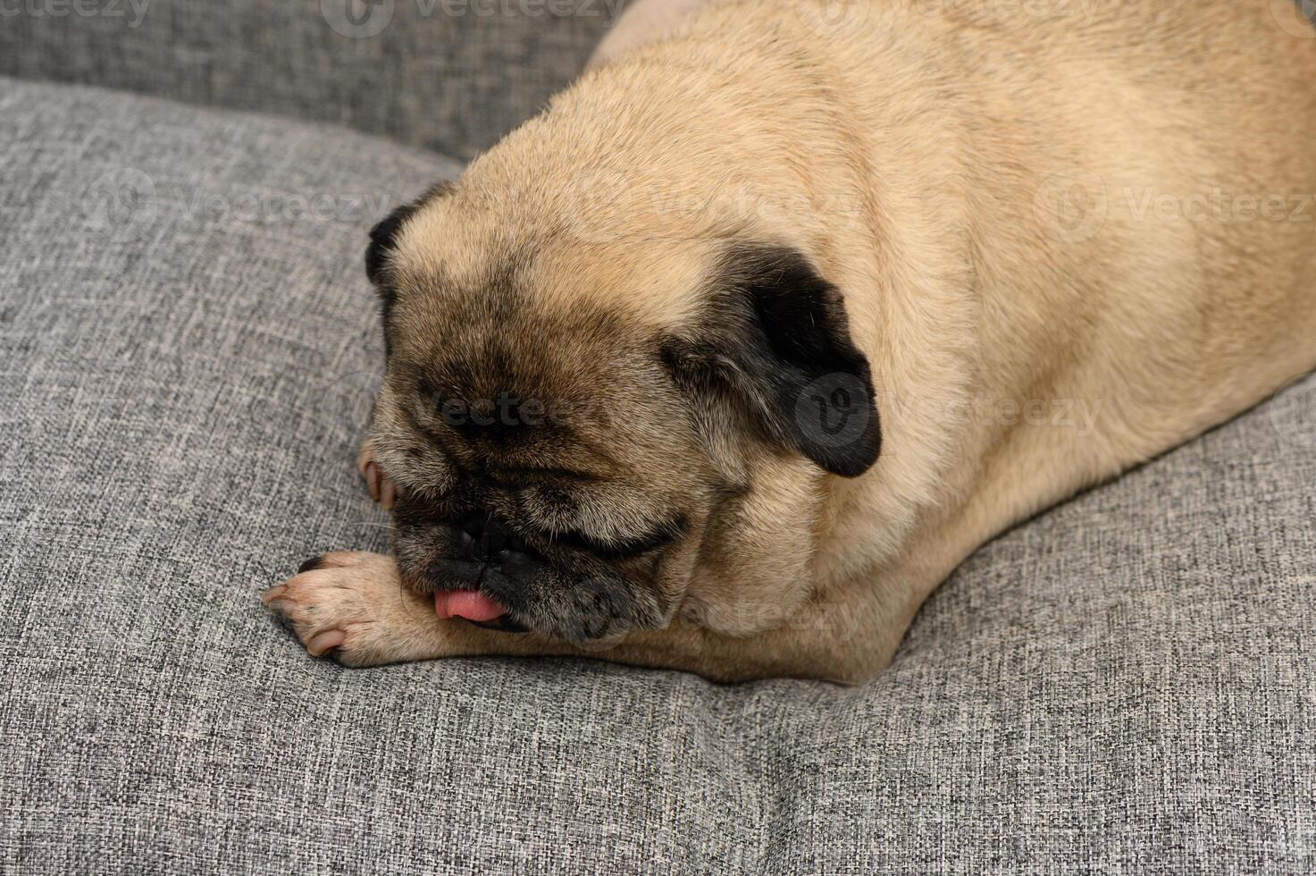 Playful pug enjoying a cozy moment on a soft gray couch while licking its paw in a warm living room setting photo