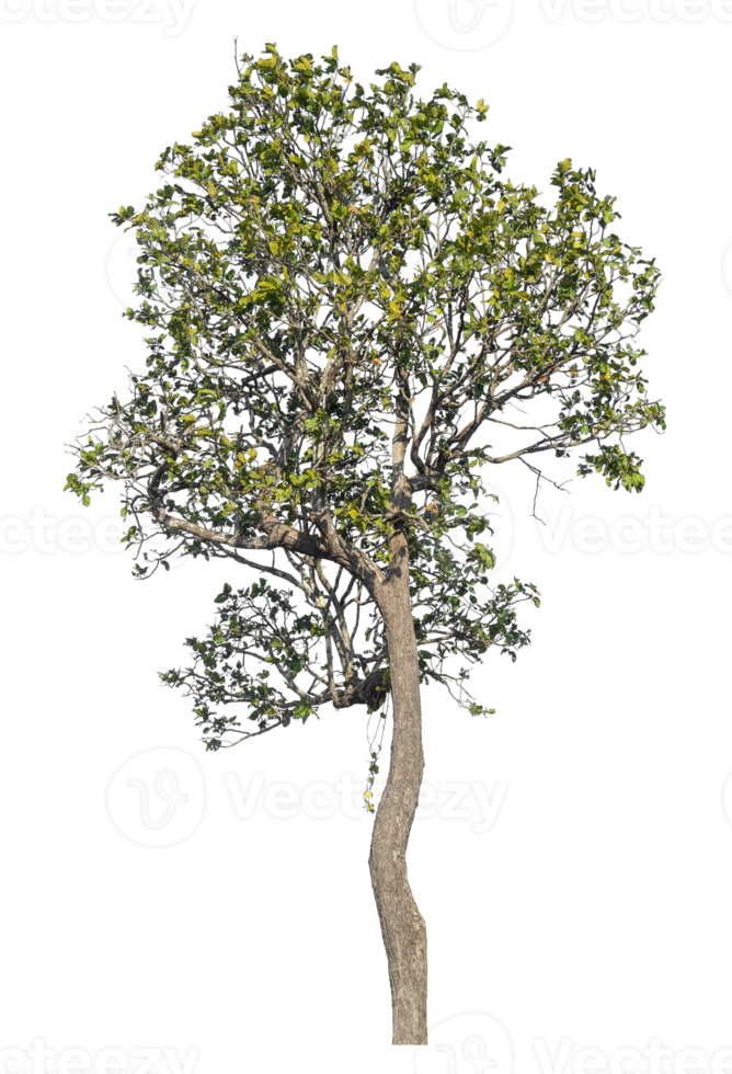 Single tree isolated on transparent background with clipping path and alpha channel, real tree green leaf png