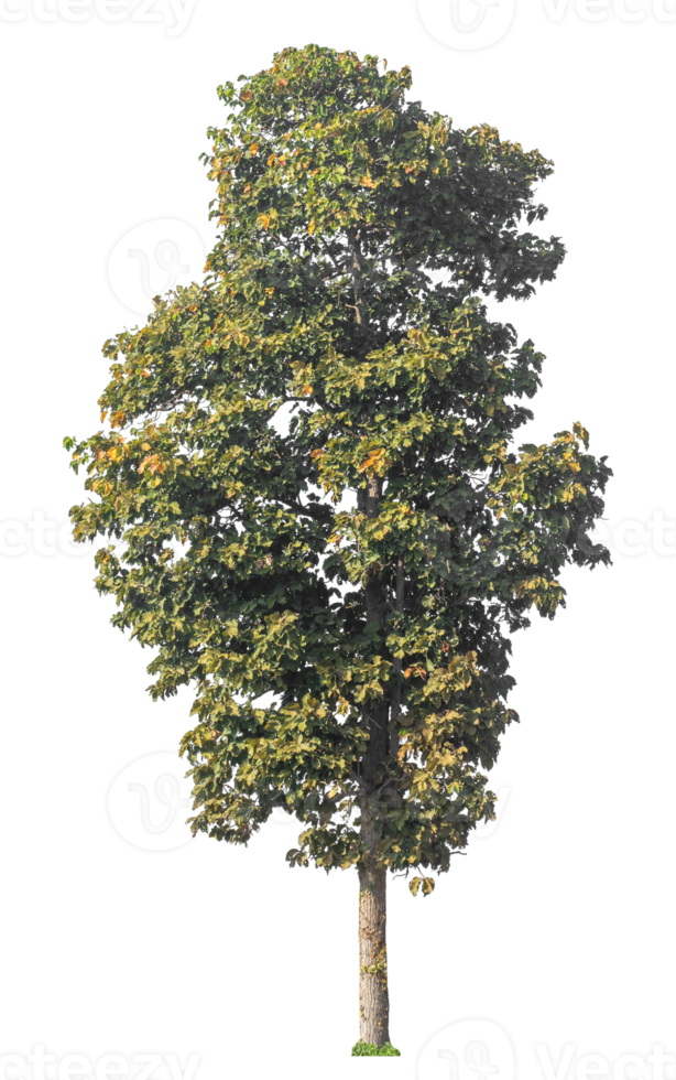 Single tree isolated on transparent background with clipping path and alpha channel. png