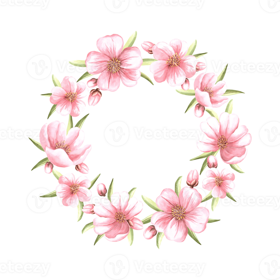 Pink flowers of almond with leaves and buds watercolor wreath. Hand drawn round frame from sakura, apples or cherry blossom. Floral isolated illustration with copy space. Spring blooming of fruit tree png