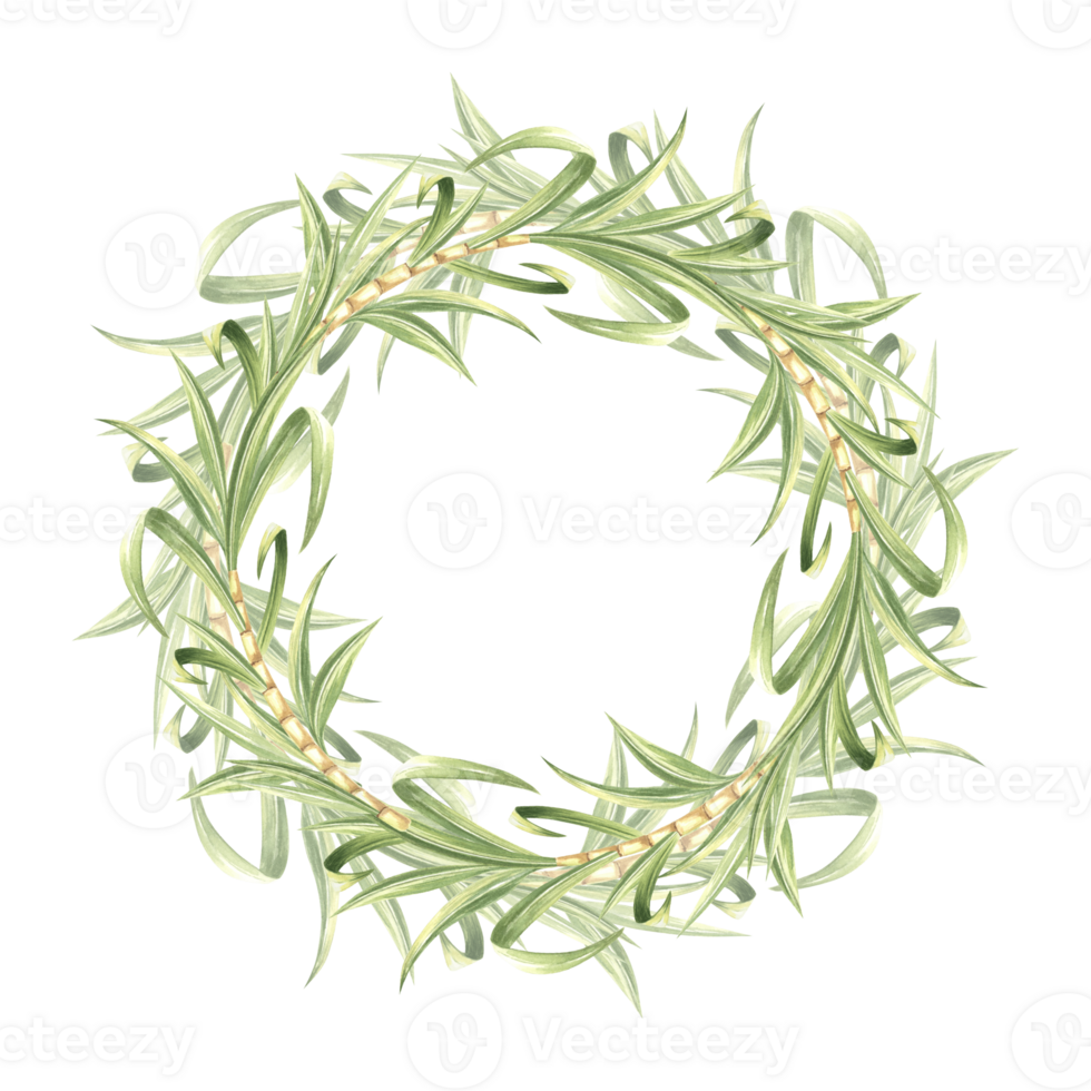 Sugar cane stalks with leaves watercolor wreath isolated. Round frame from stems and green foliage. Hand drawn illustration of bamboo shoots. Template with copy space for food design. png