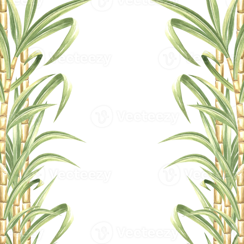 Sugar cane stalks with leaves watercolor square frame isolated. Border with copy space from of sweet stems for sugar production. Hand drawn illustration of bamboo shoots. Template for food design png