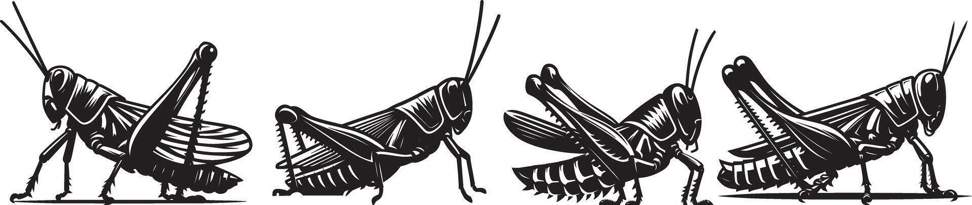 A group of four grasshoppers in different poses vector